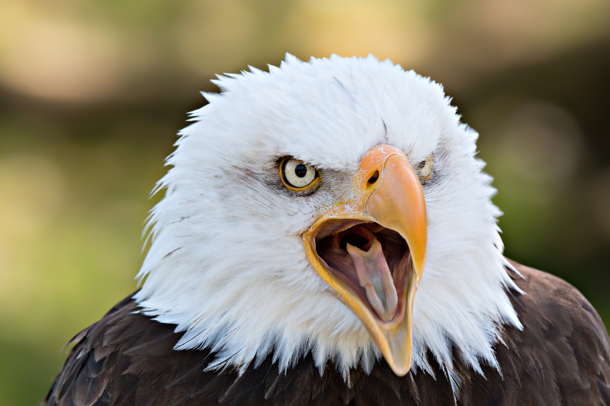 Tamron SP 150-600mm F5-6.3 Di VC USD sample photo. Weißkopfseeadler portrait photography