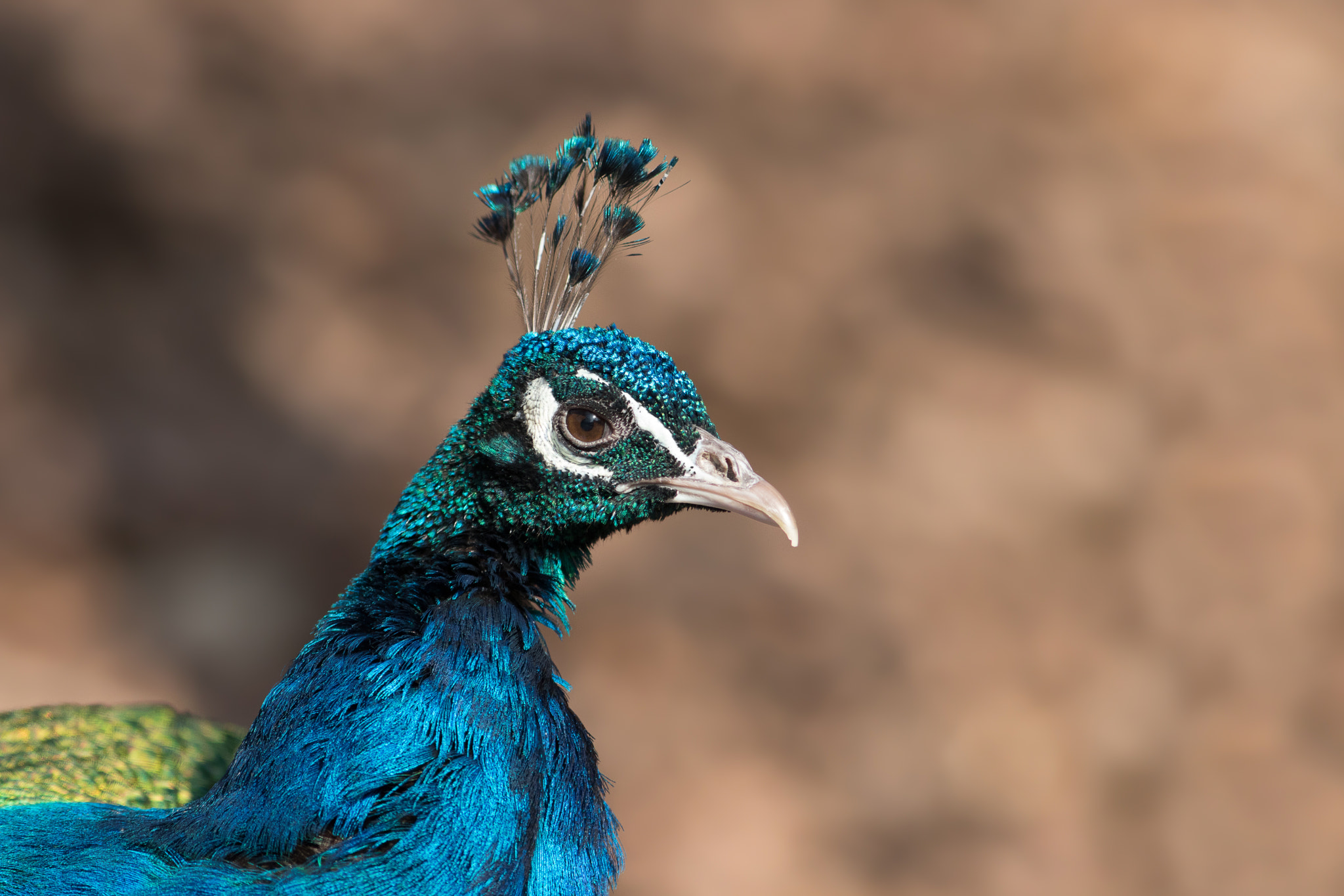 Canon EOS 80D + Canon EF 300mm F4L IS USM sample photo. Pfau portrait photography