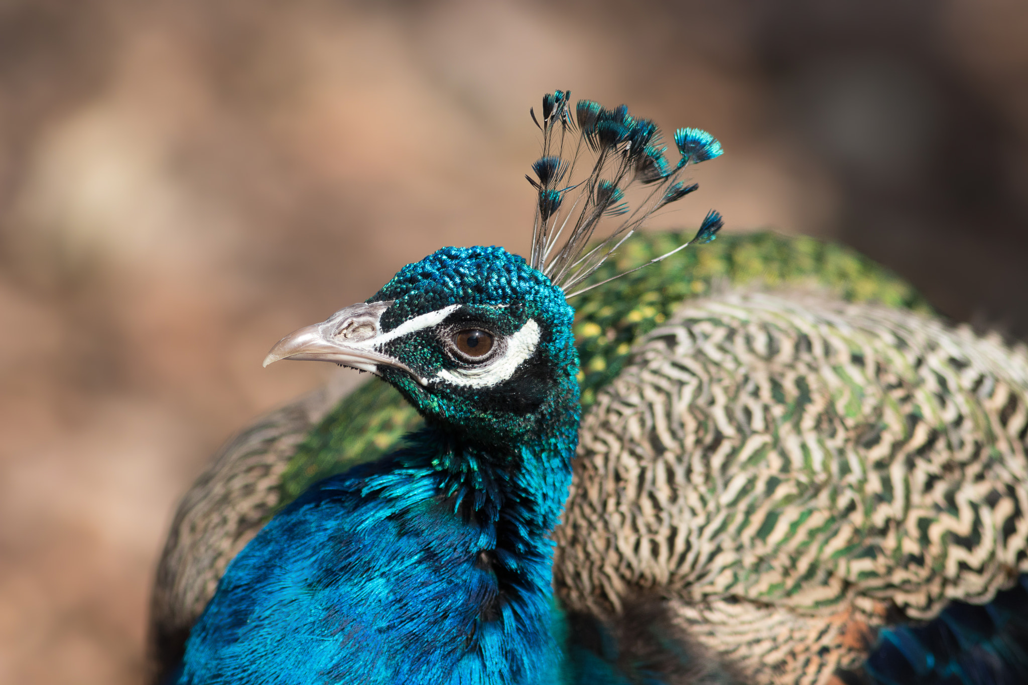 Canon EOS 80D + Canon EF 300mm F4L IS USM sample photo. Pfau portrait photography
