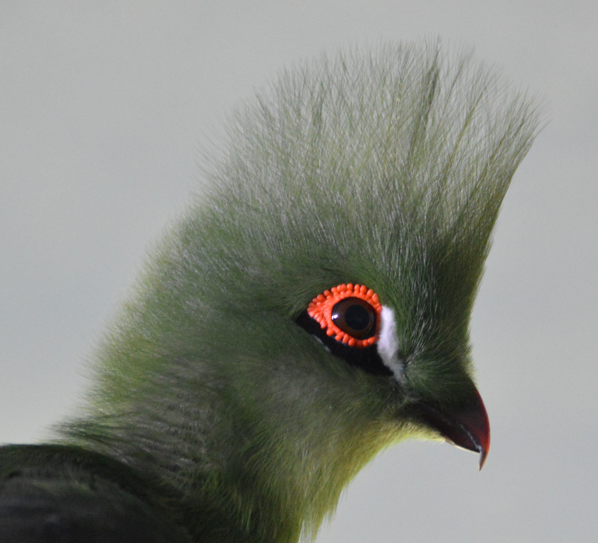 Sigma 150-600mm F5-6.3 DG OS HSM | C sample photo. Dsc photography