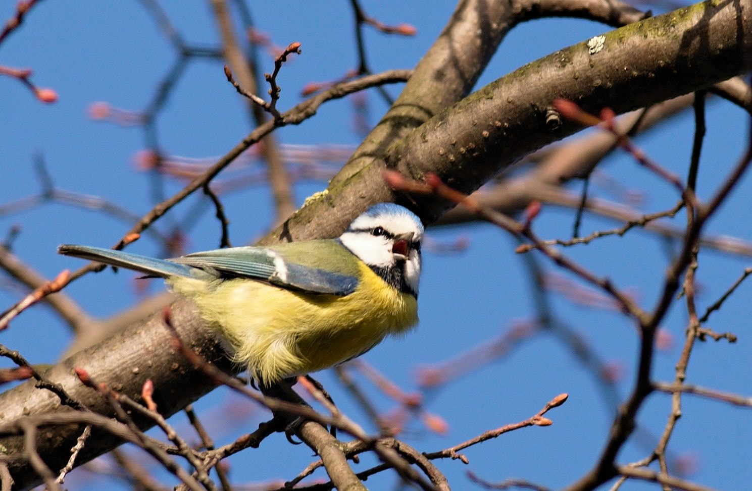 Nikon D610 + Nikon AF-S Nikkor 300mm F4D ED-IF sample photo. Eurasian blue tit photography