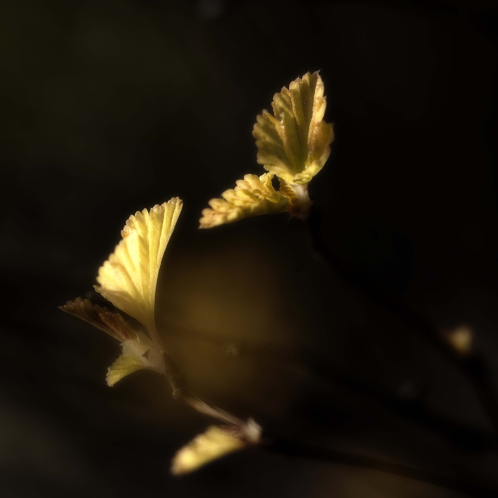 Nikon D3 sample photo. Springcolors6 photography