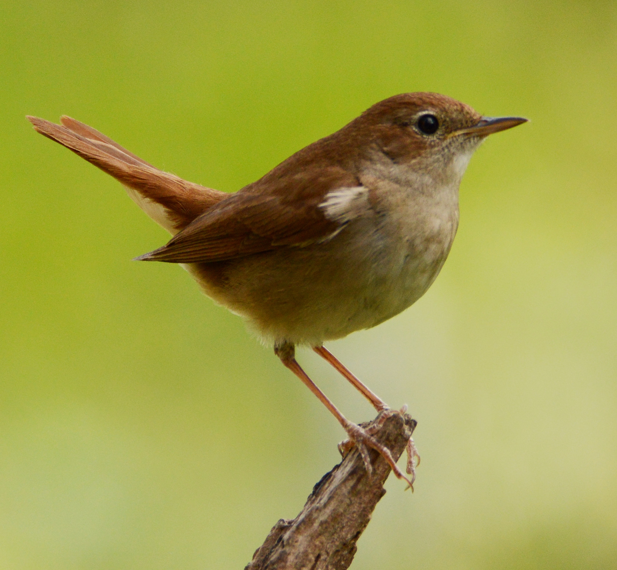 Nikon D3200 + Sigma 150-600mm F5-6.3 DG OS HSM | C sample photo. Dsc photography