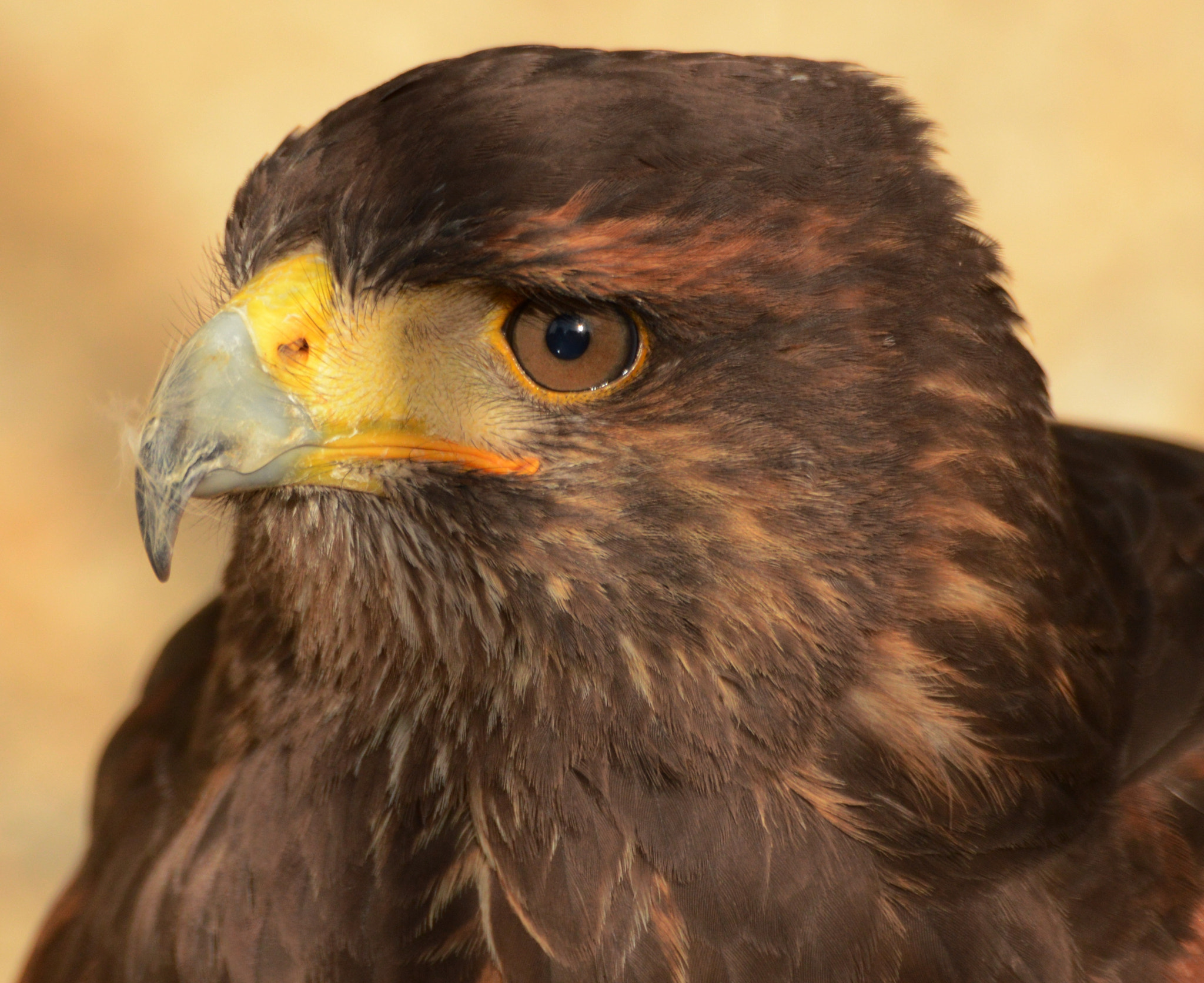 Sigma 150-600mm F5-6.3 DG OS HSM | C sample photo. Dsc photography