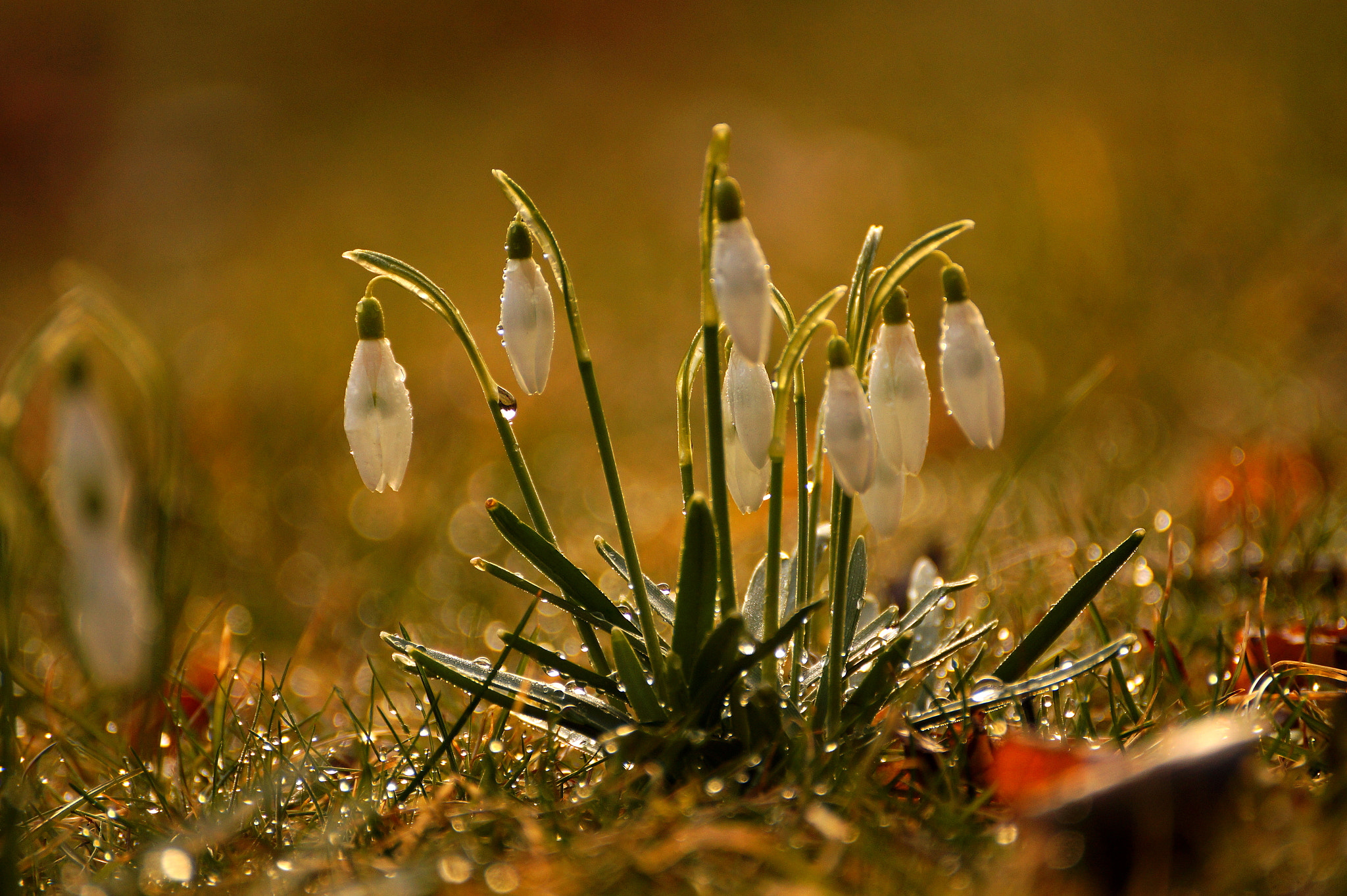 Sony DT 55-300mm F4.5-5.6 SAM sample photo. Galanthus nivalis photography