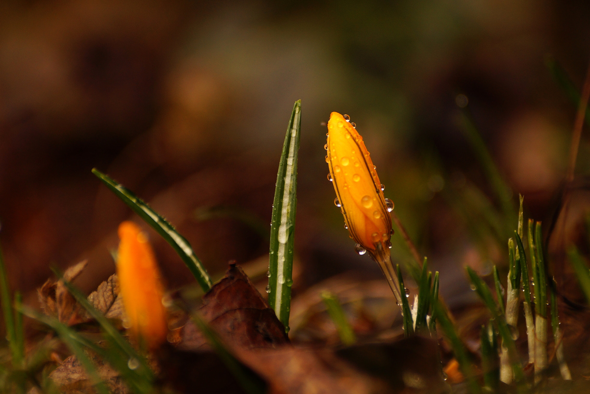 Sony DT 55-300mm F4.5-5.6 SAM sample photo. Crocus vernus photography