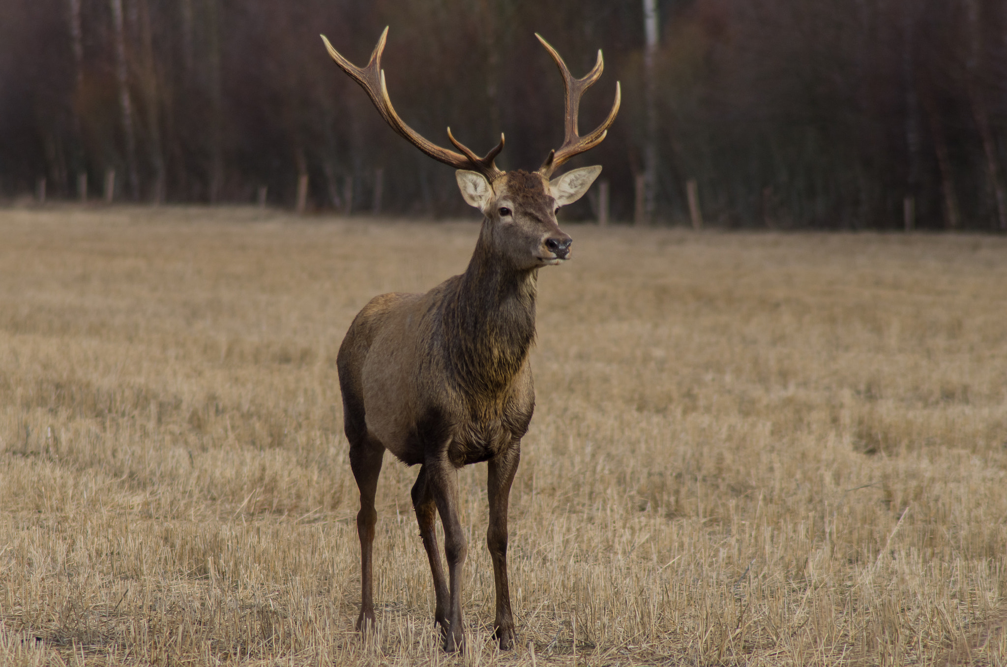 Tamron AF 70-300mm F4-5.6 LD Macro 1:2 sample photo. Red deer photography