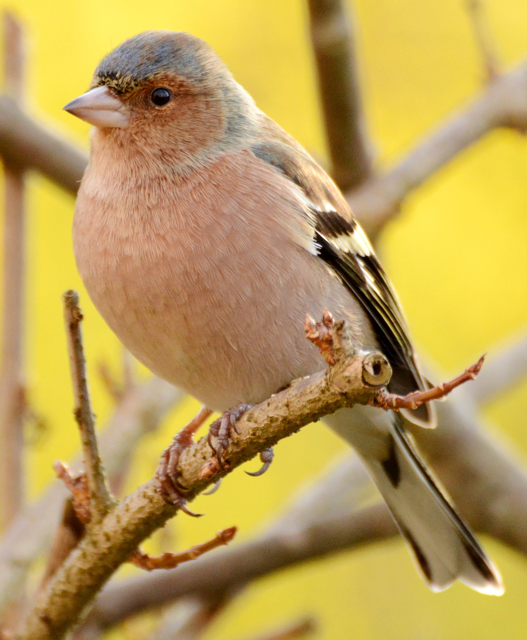 Nikon D3200 + Sigma 150-600mm F5-6.3 DG OS HSM | C sample photo. Dsc photography