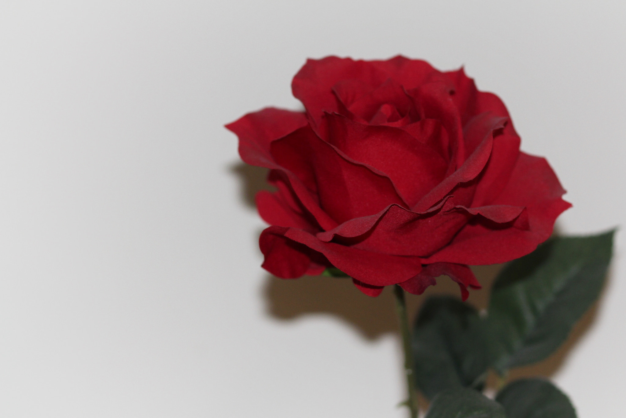 Canon EOS 550D (EOS Rebel T2i / EOS Kiss X4) sample photo. Red rose photography
