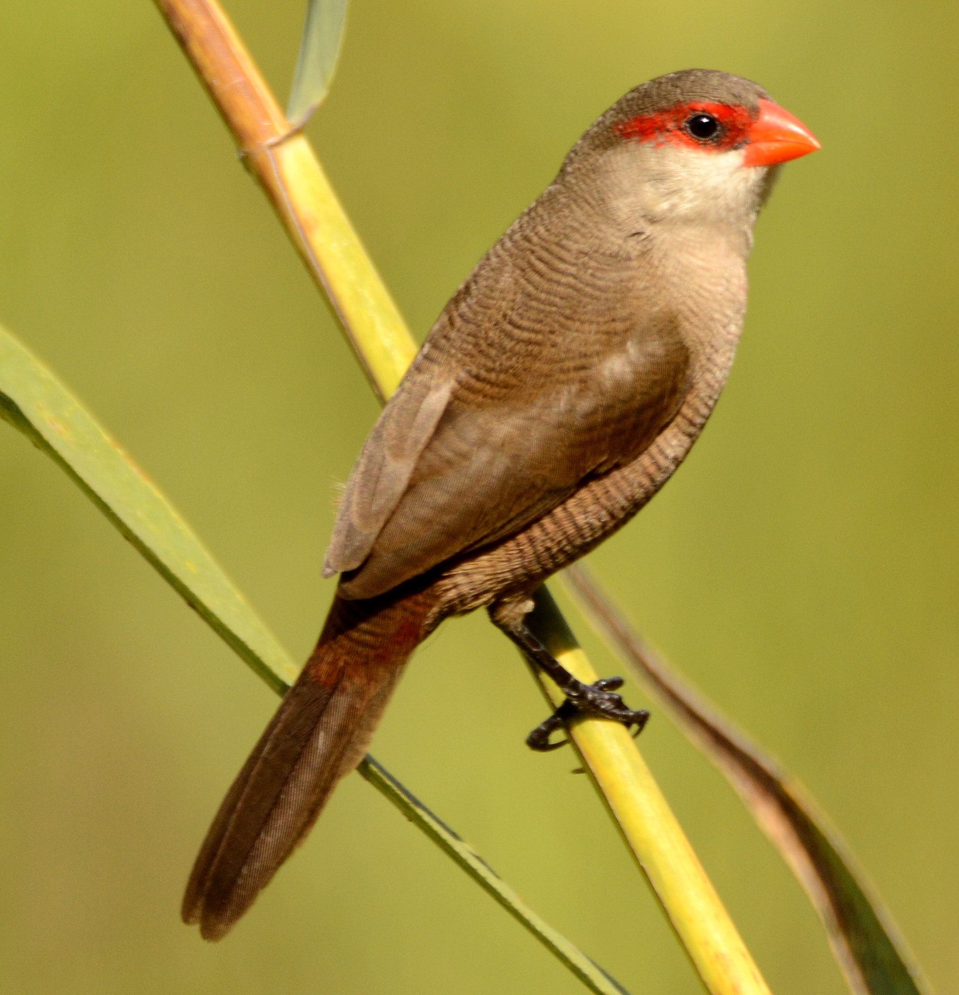 Sigma 150-600mm F5-6.3 DG OS HSM | C sample photo. Dsc photography