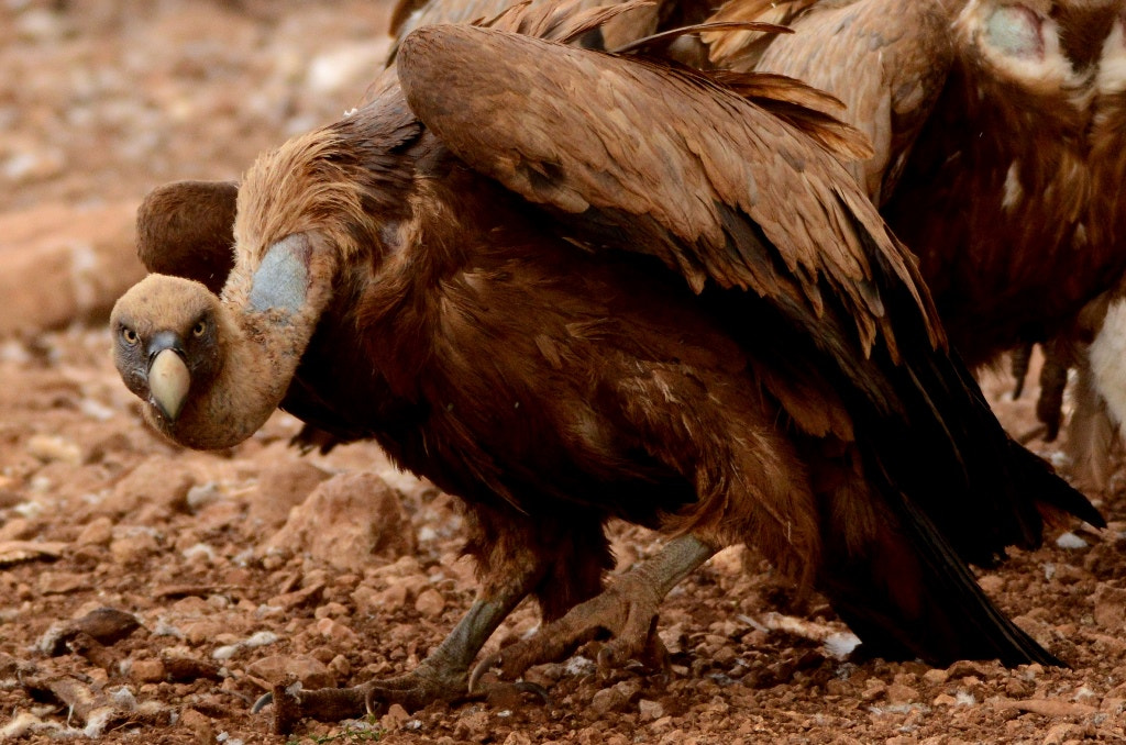 Sigma 150-600mm F5-6.3 DG OS HSM | C sample photo. Buitre leonado photography