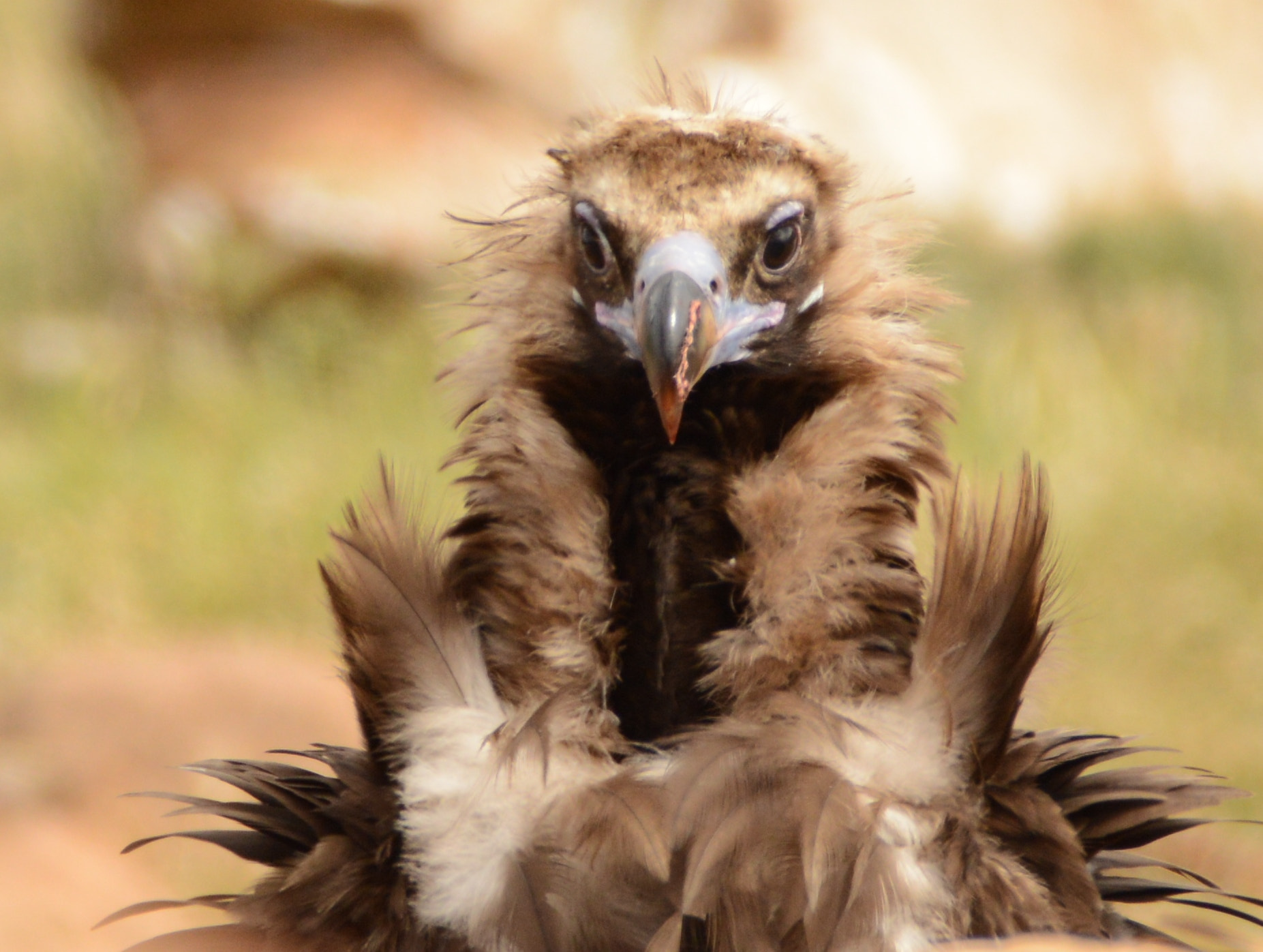 Nikon D3200 + Sigma 150-600mm F5-6.3 DG OS HSM | C sample photo. Dsc photography