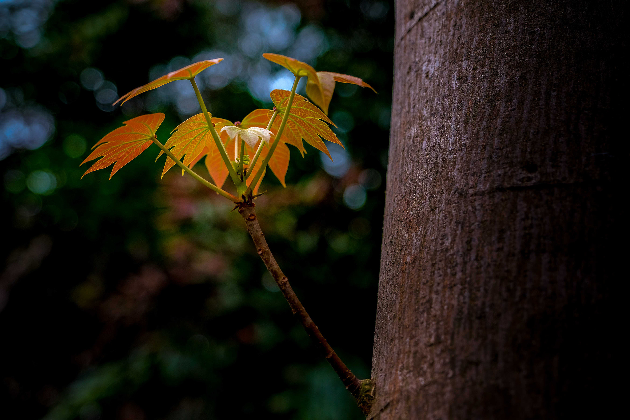 Fujifilm X-Pro2 + Fujifilm XF 16-55mm F2.8 R LM WR sample photo. 舒枝展叶 photography