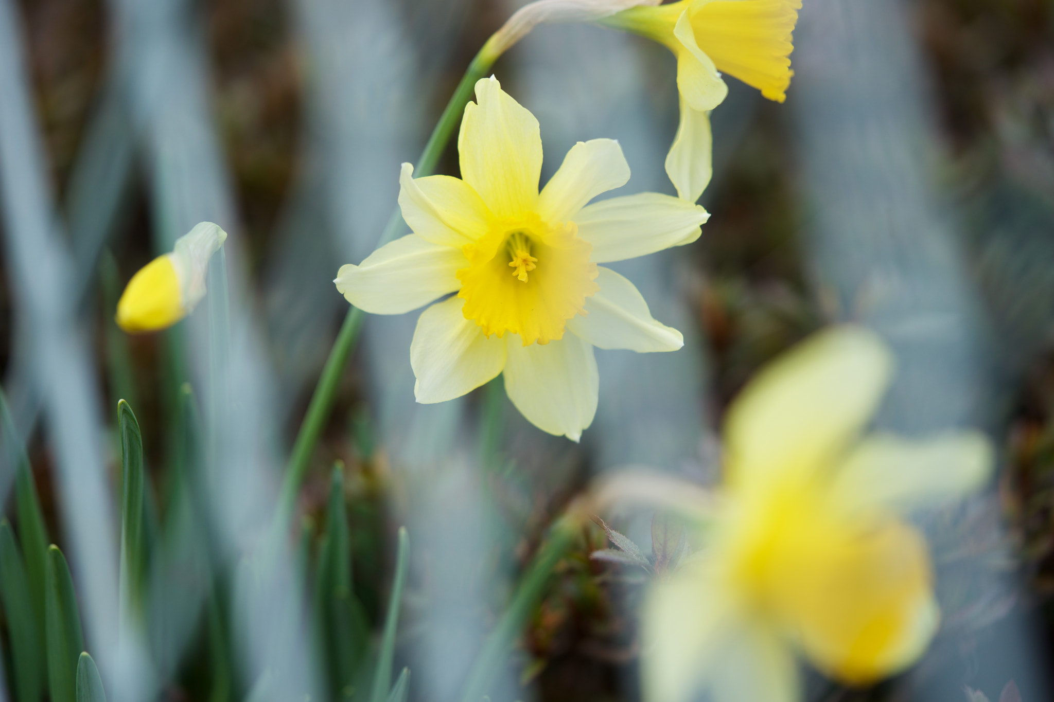 Sony a7 + Sony FE 90mm F2.8 Macro G OSS sample photo. Flowers 4649 photography