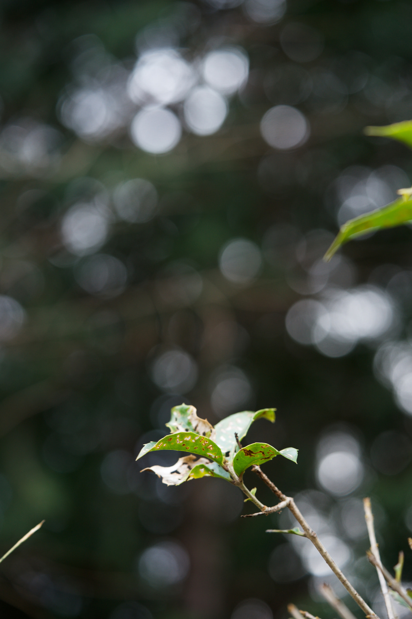 Sony a7 + Sony FE 90mm F2.8 Macro G OSS sample photo. Leaves 629 photography