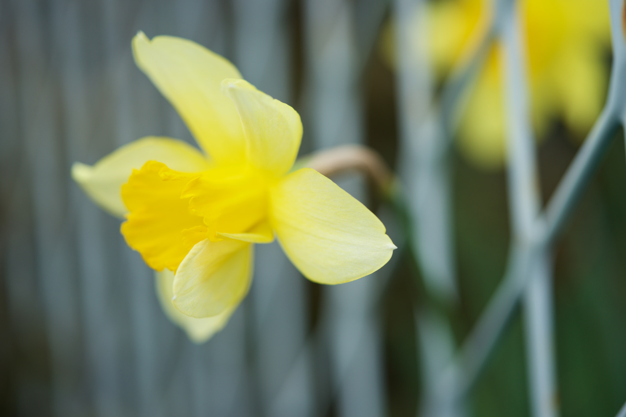 Sony a7 + Sony FE 90mm F2.8 Macro G OSS sample photo. Flowers 4650 photography