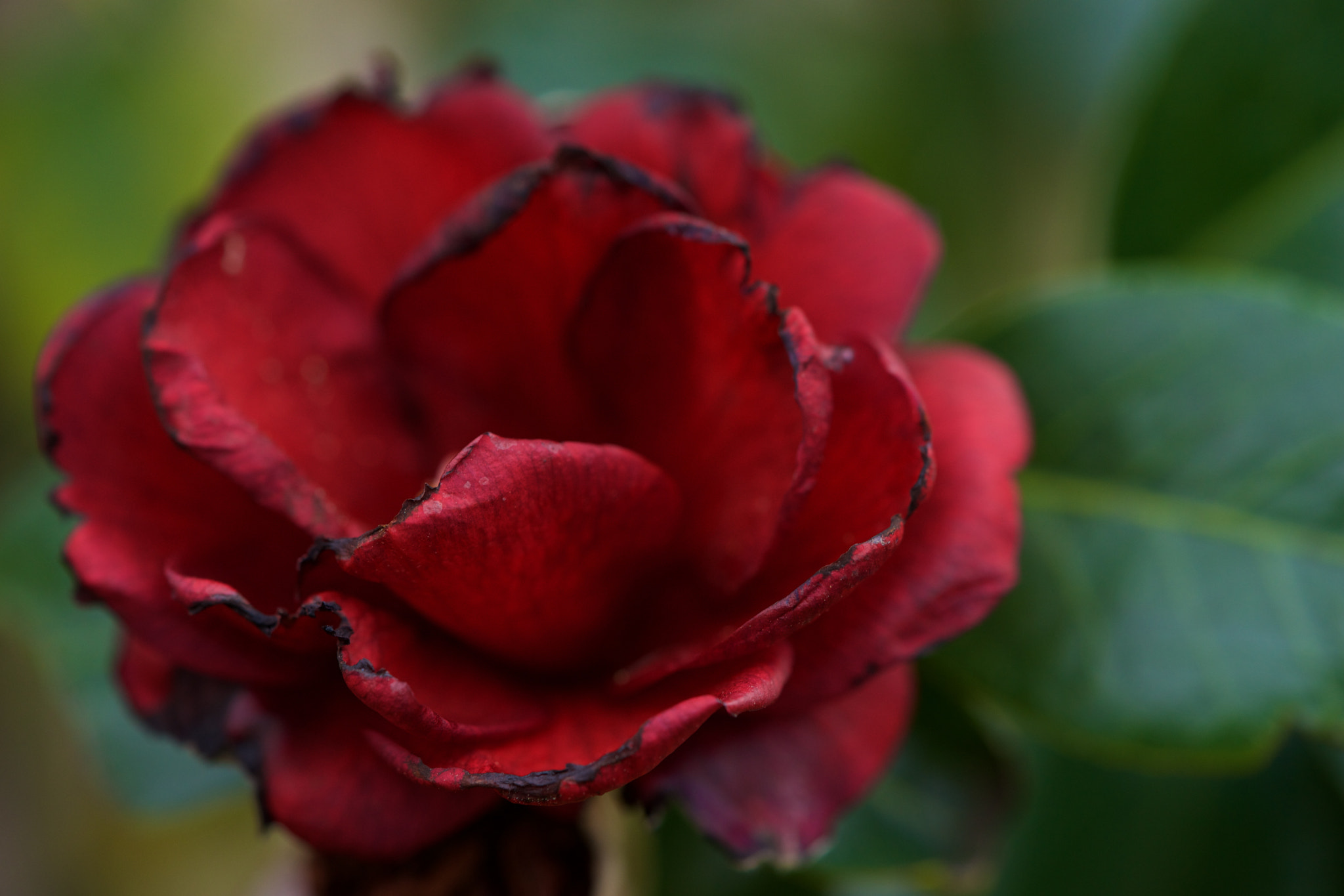 Sony a7 + Sony FE 90mm F2.8 Macro G OSS sample photo. Flowers 4651 photography