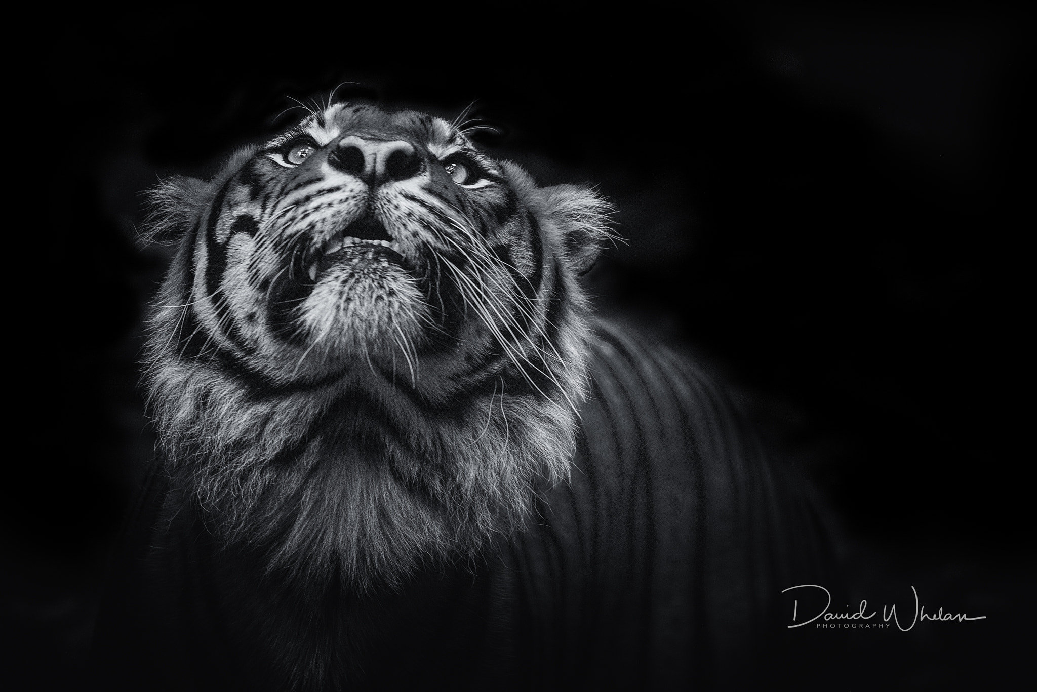 Sigma 150-600mm F5-6.3 DG OS HSM | S sample photo. What's up there? photography