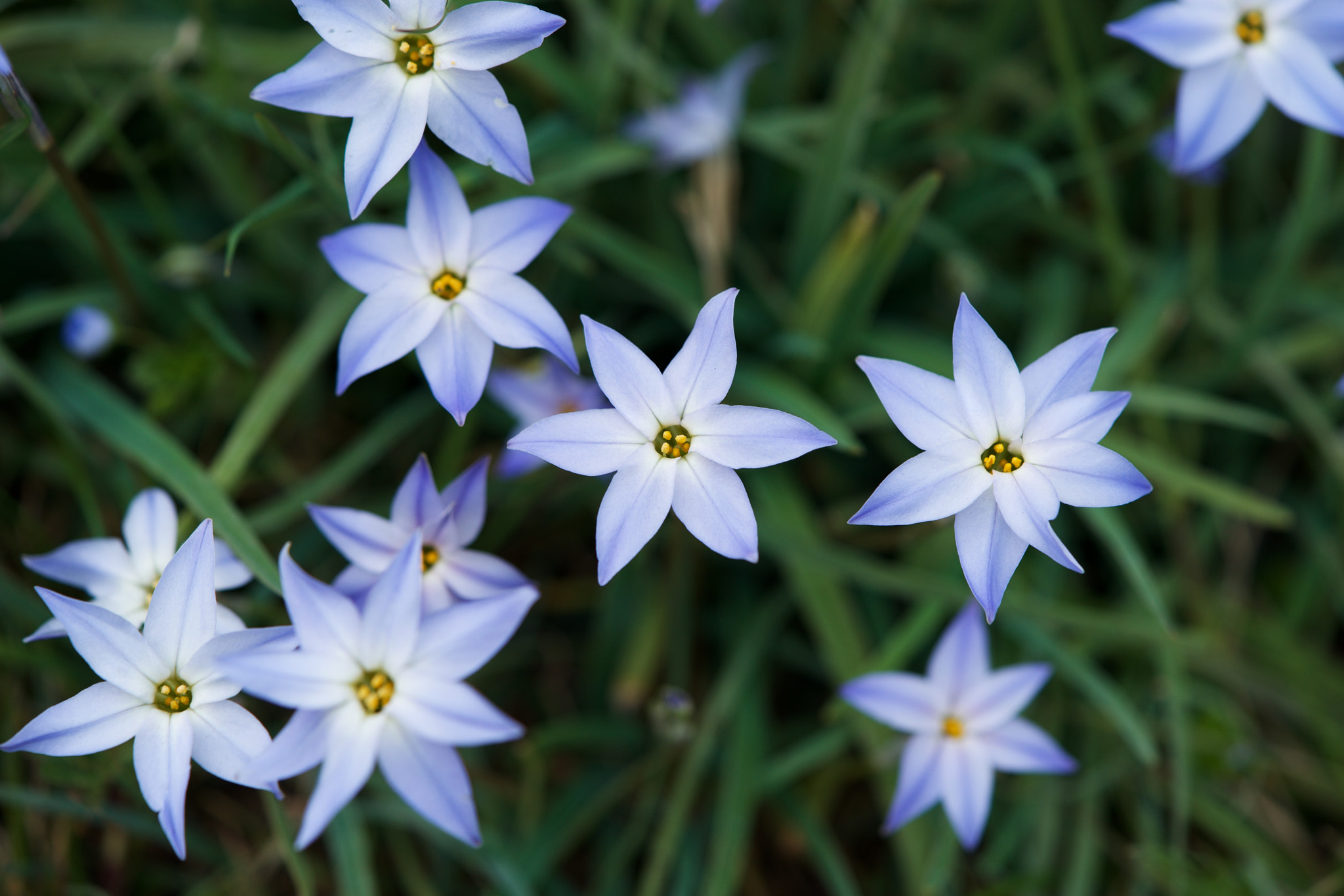 Sony FE 90mm F2.8 Macro G OSS sample photo. Flowers 4652 photography
