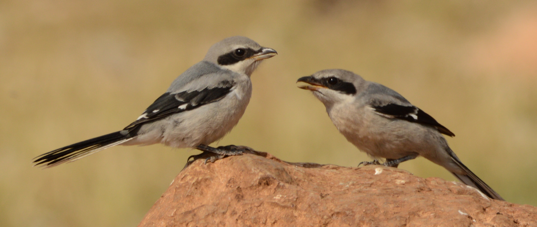 Sigma 150-600mm F5-6.3 DG OS HSM | C sample photo. Dsc photography
