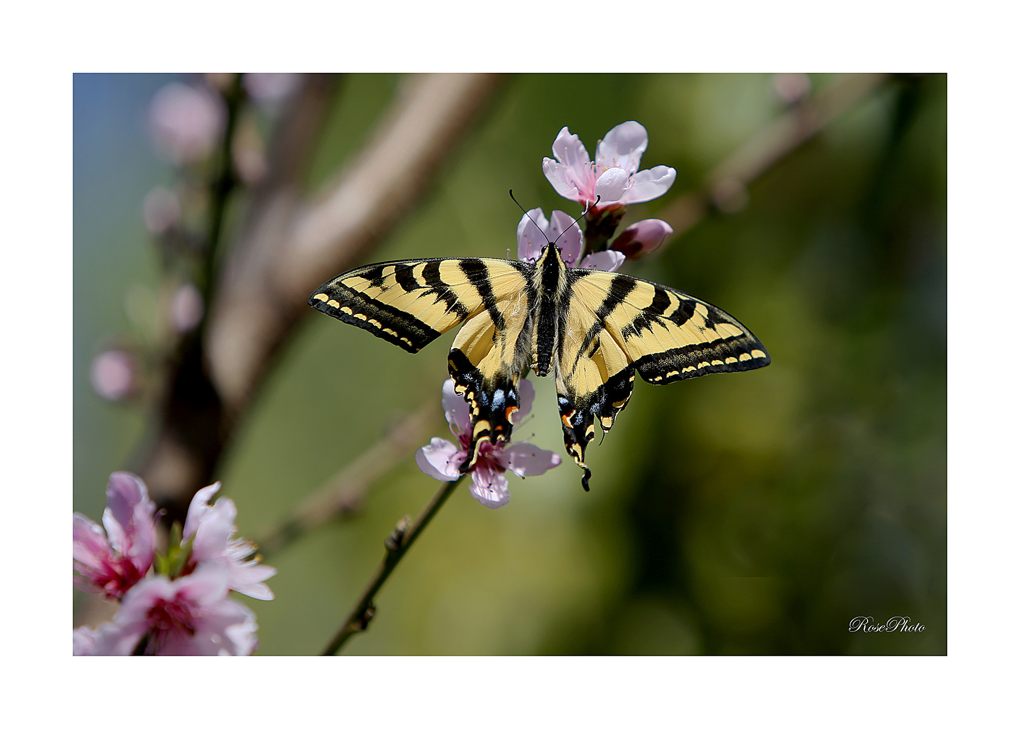 Canon EF 70-200mm F2.8L IS USM sample photo