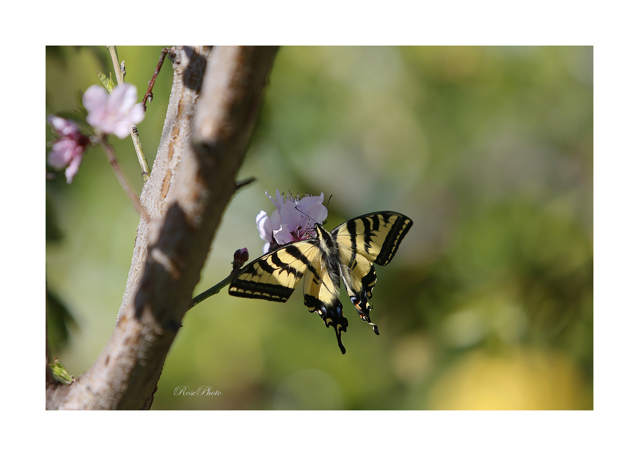 Canon EF 70-200mm F2.8L IS USM sample photo