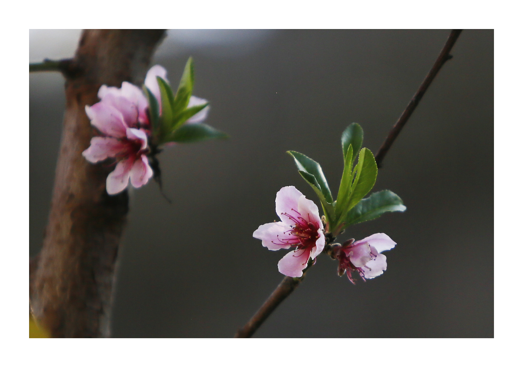 Canon EF 70-200mm F2.8L IS USM sample photo
