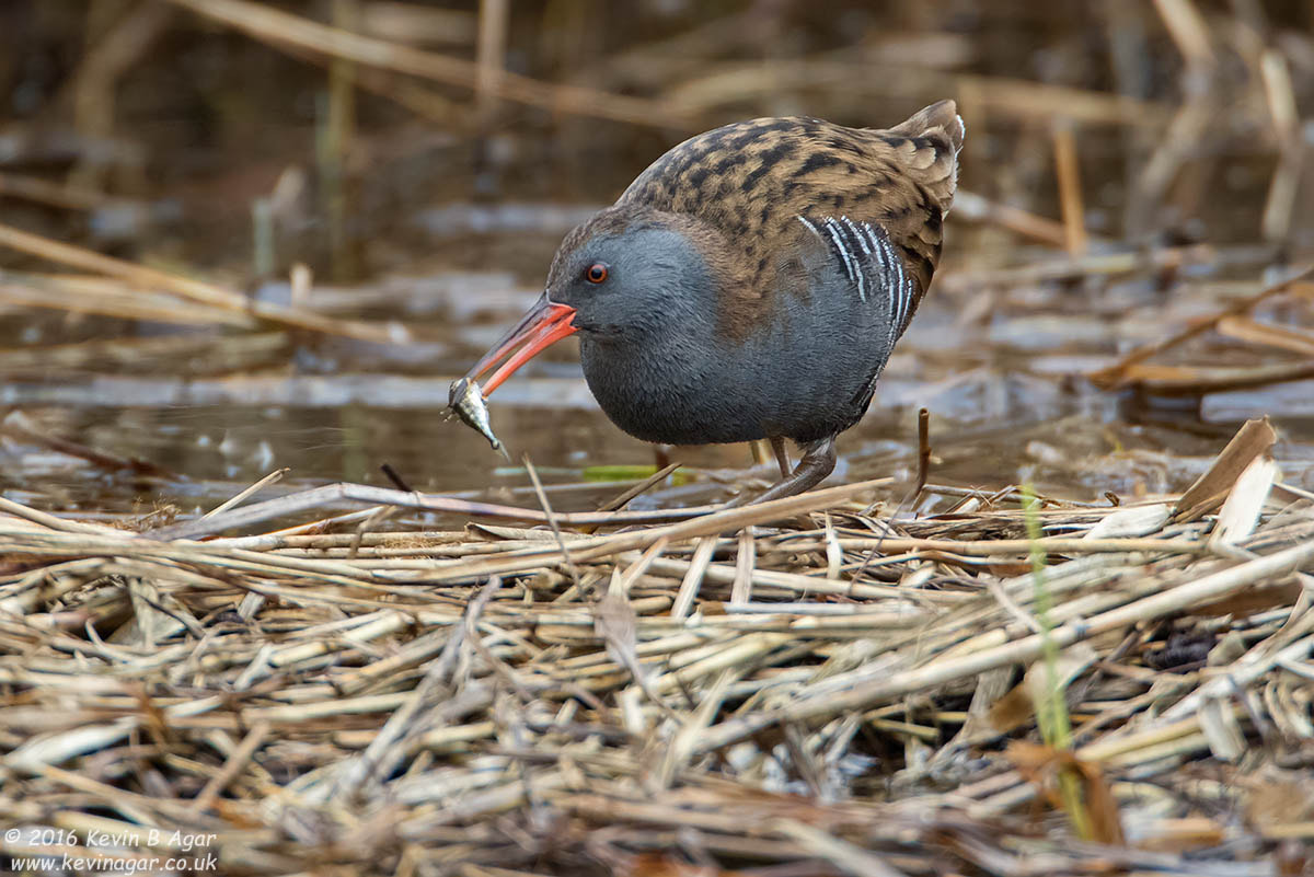 Canon EF 500mm F4L IS USM sample photo. Water rail photography
