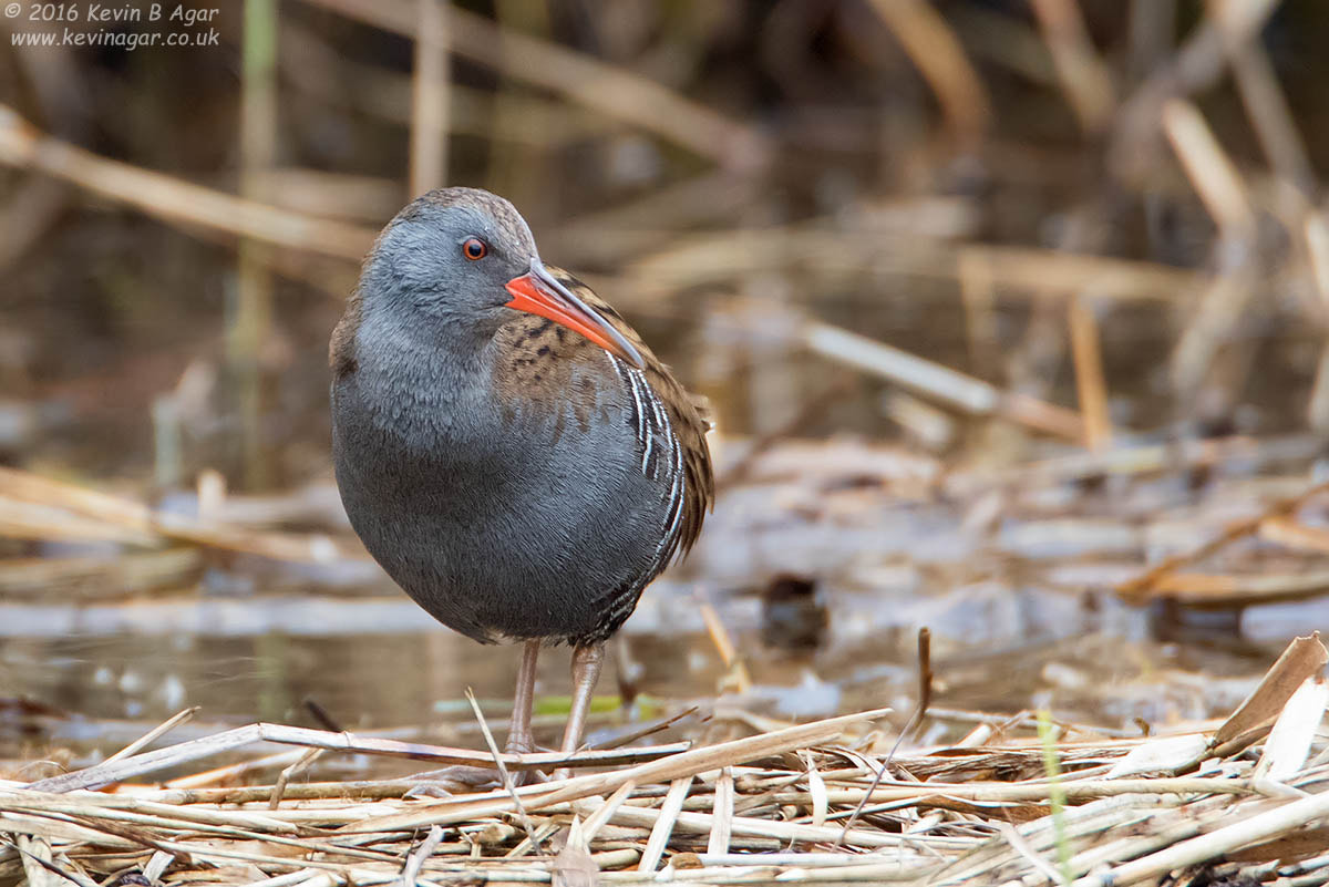 Canon EF 500mm F4L IS USM sample photo. Water rail photography