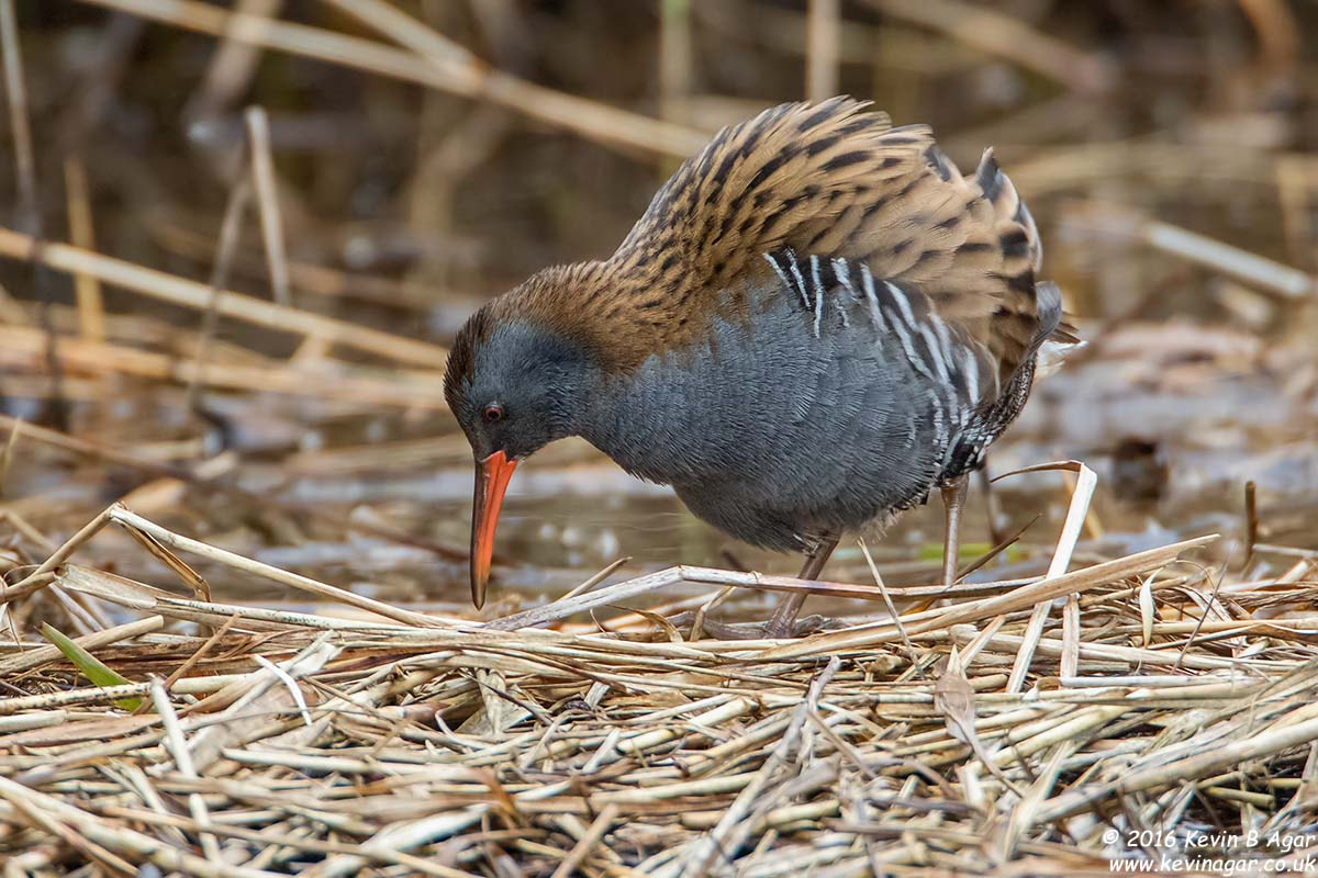 Canon EF 500mm F4L IS USM sample photo. Water rail photography