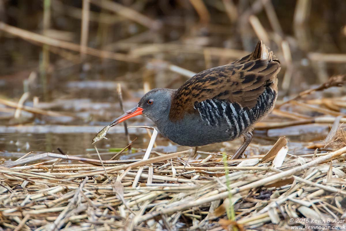 Canon EOS 7D Mark II + Canon EF 500mm F4L IS USM sample photo. Water rail photography