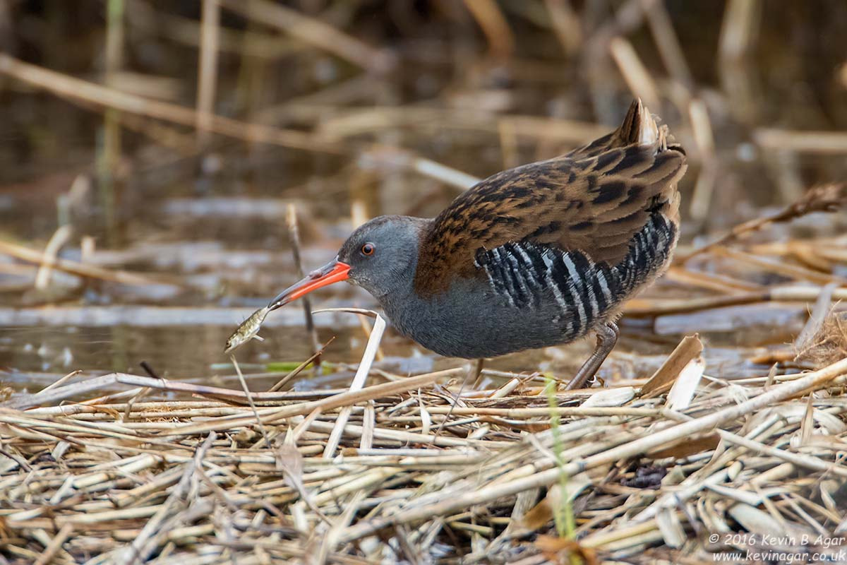 Canon EF 500mm F4L IS USM sample photo. Water rail photography