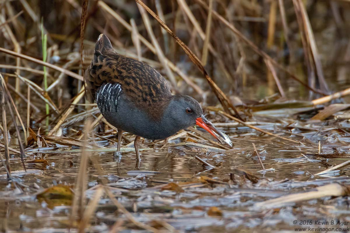 Canon EF 500mm F4L IS USM sample photo. Water rail photography