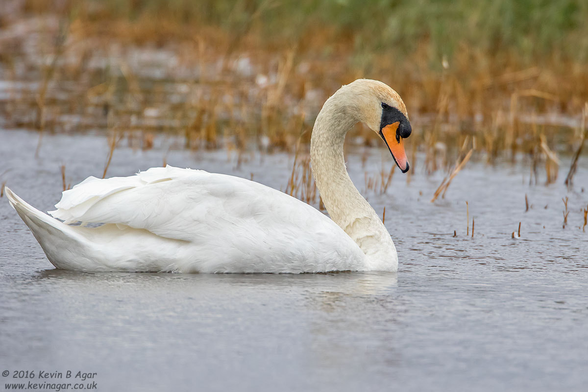 Canon EF 500mm F4L IS USM sample photo. Mute swan photography