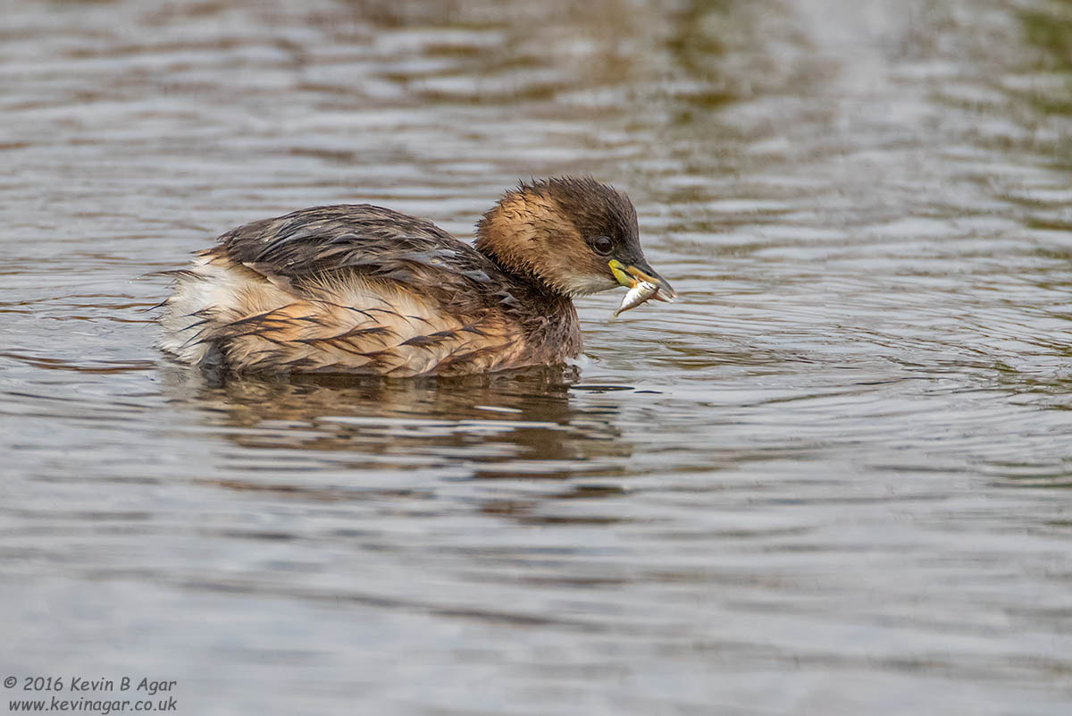 Canon EOS 7D Mark II + Canon EF 500mm F4L IS USM sample photo. Little grebe photography