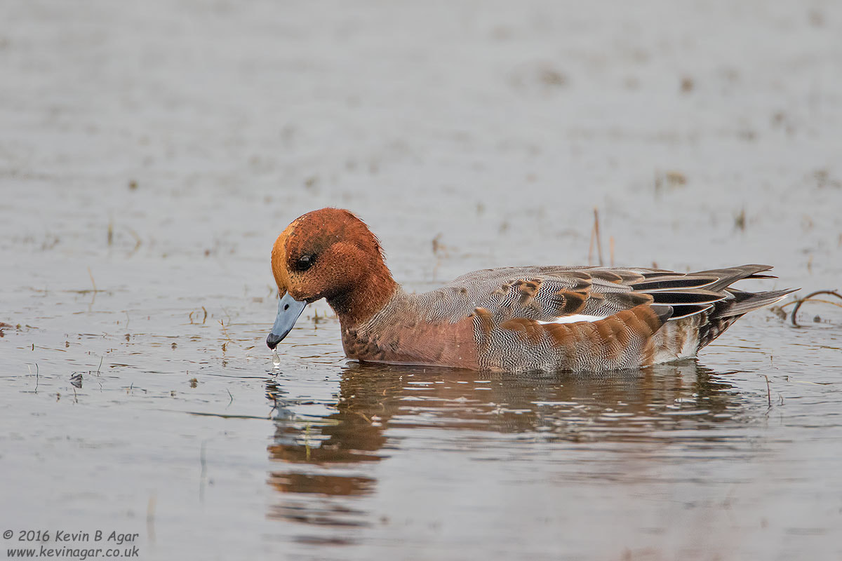 Canon EOS 7D Mark II + Canon EF 500mm F4L IS USM sample photo. Wigeon photography