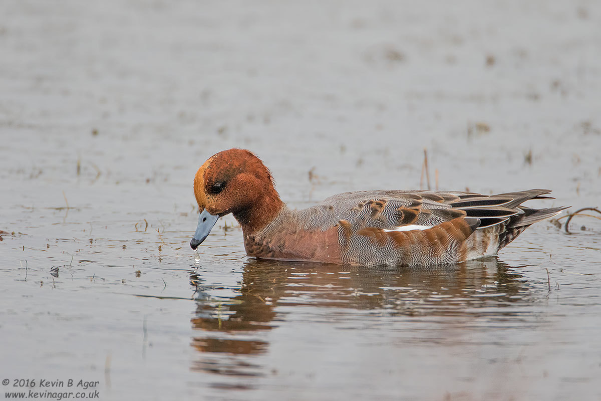 Canon EF 500mm F4L IS USM sample photo. Wigeon photography