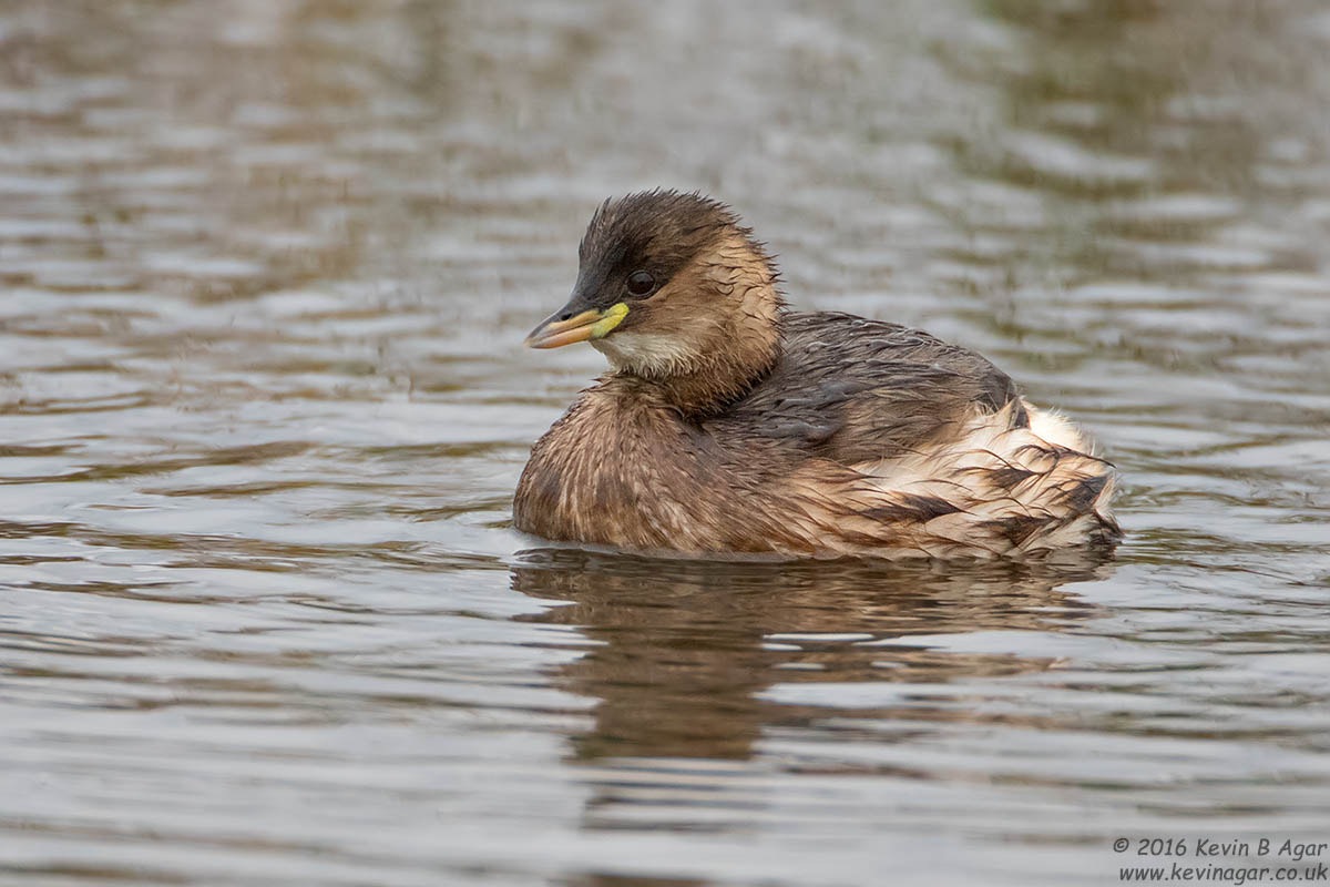 Canon EF 500mm F4L IS USM sample photo. Little grebe photography