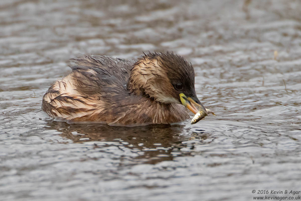Canon EF 500mm F4L IS USM sample photo. Little grebe photography
