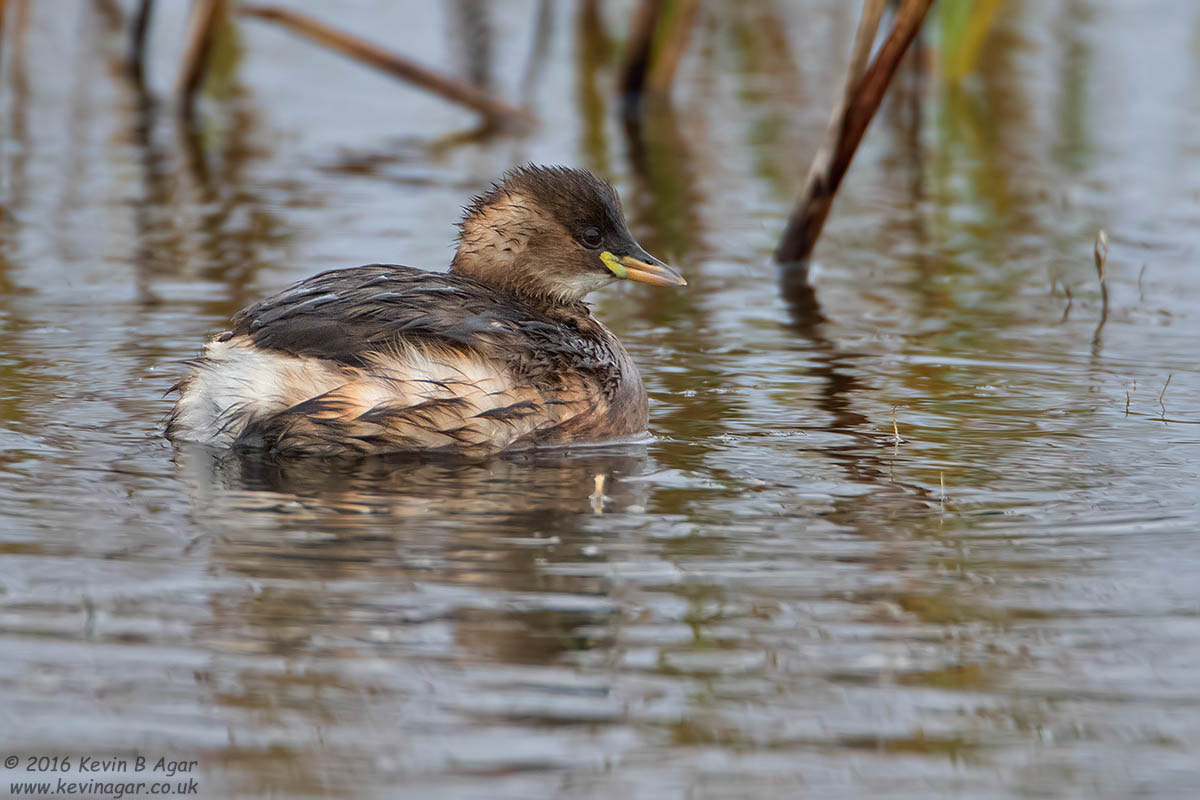 Canon EF 500mm F4L IS USM sample photo. Little grebe photography