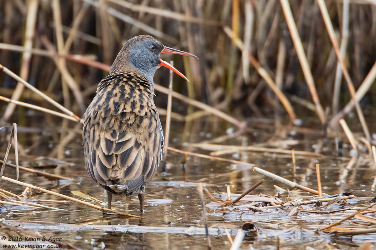 Canon EF 500mm F4L IS USM sample photo. Water rail photography