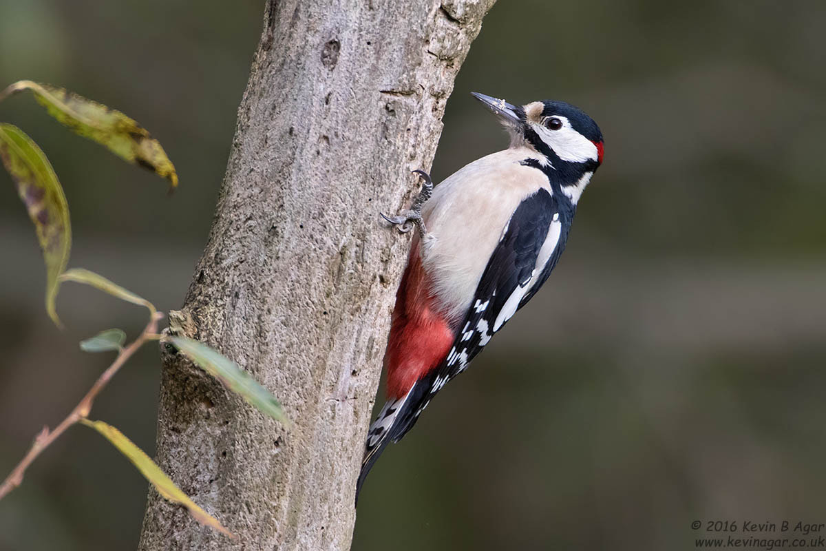 Canon EF 500mm F4L IS USM sample photo. Great spotted woodpecker photography