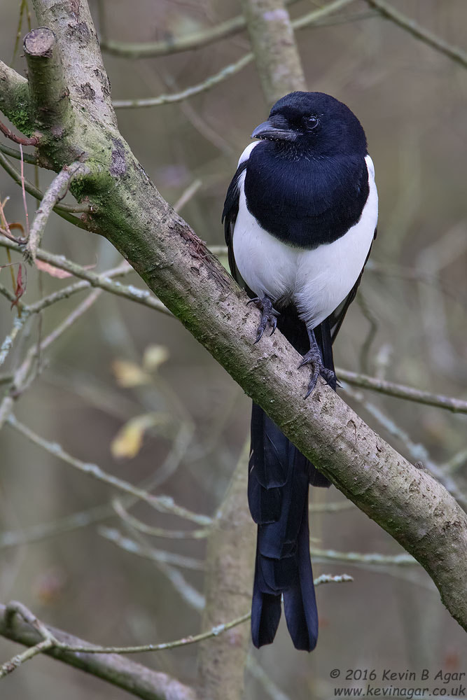 Canon EF 500mm F4L IS USM sample photo. Magpie photography