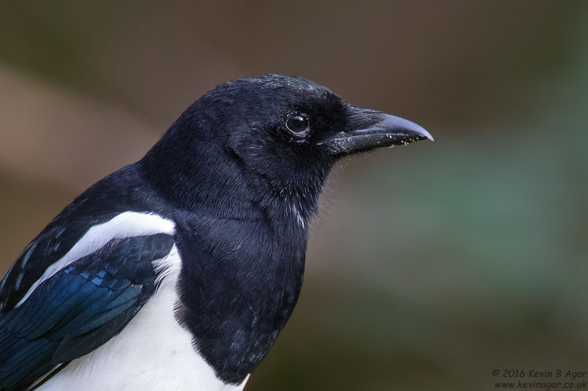 Canon EF 500mm F4L IS USM sample photo. Magpie photography