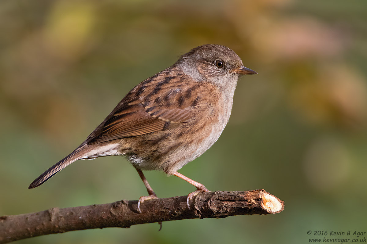 Canon EF 500mm F4L IS USM sample photo. Dunnock photography