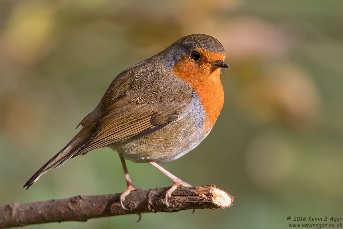 Canon EF 500mm F4L IS USM sample photo. Robin photography