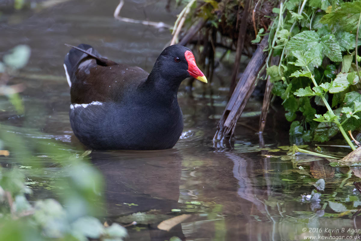 Canon EOS 7D Mark II + Canon EF 500mm F4L IS USM sample photo. Moorhen photography