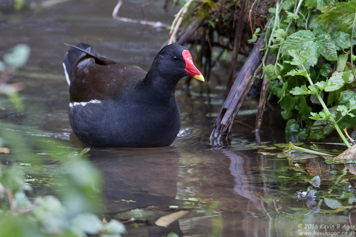 Canon EF 500mm F4L IS USM sample photo. Moorhen photography