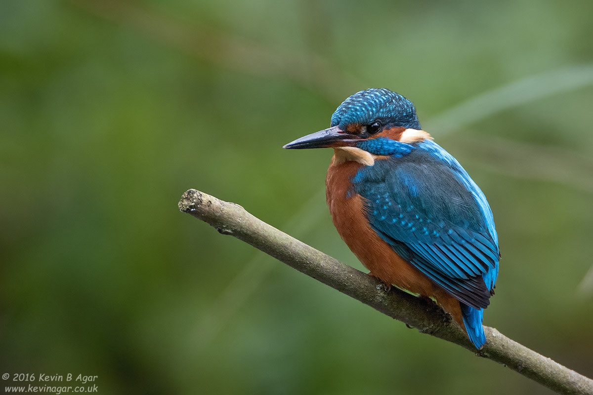 Canon EF 500mm F4L IS USM sample photo. Kingfisher photography