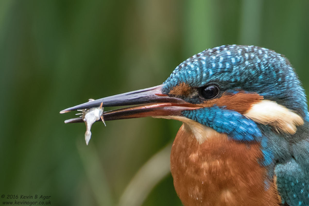 Canon EF 500mm F4L IS USM sample photo. Kingfisher photography